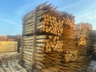 Voorraad kastanjehouten palen met punt bij Prindal-Hout invoerder België. Prachtige kastanje palen in de zon.