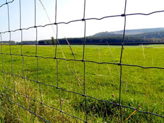 Schapengaas geplaatst als afrastering voor schapen in een weide