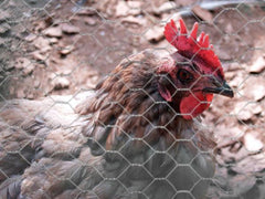 Fil de poulet